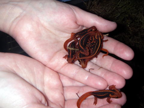 tylototriton.jpg